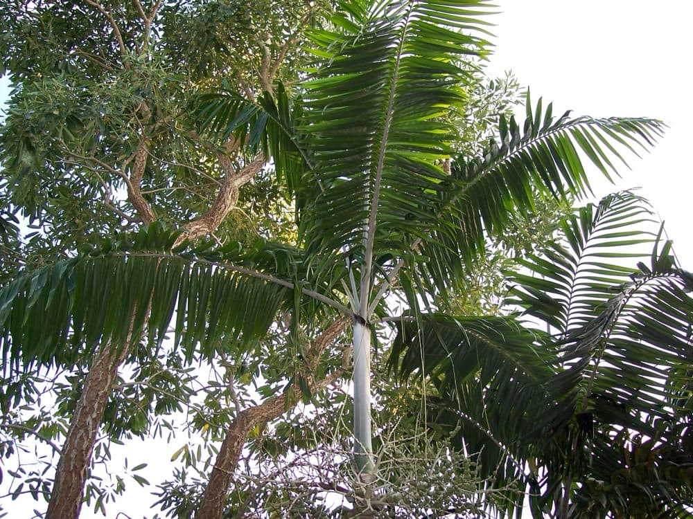 Triple Montgomery Palm