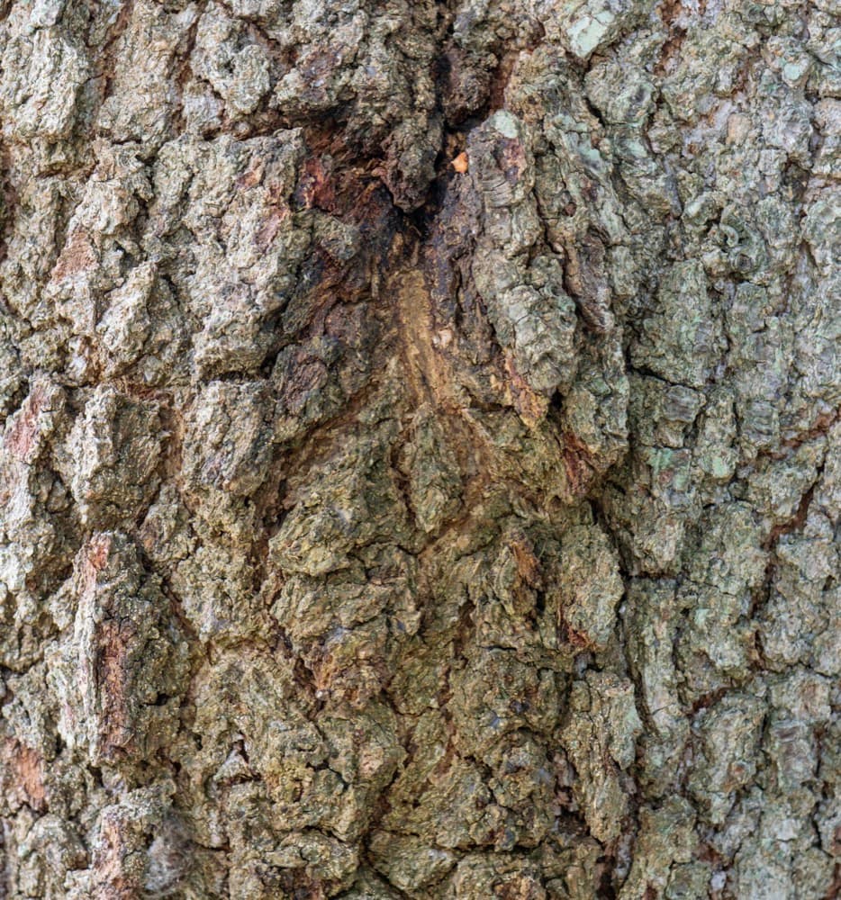 Live Oak Tree