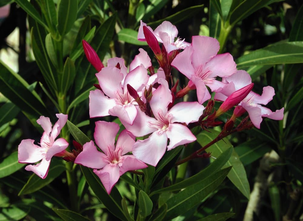 Oleander Dwarf