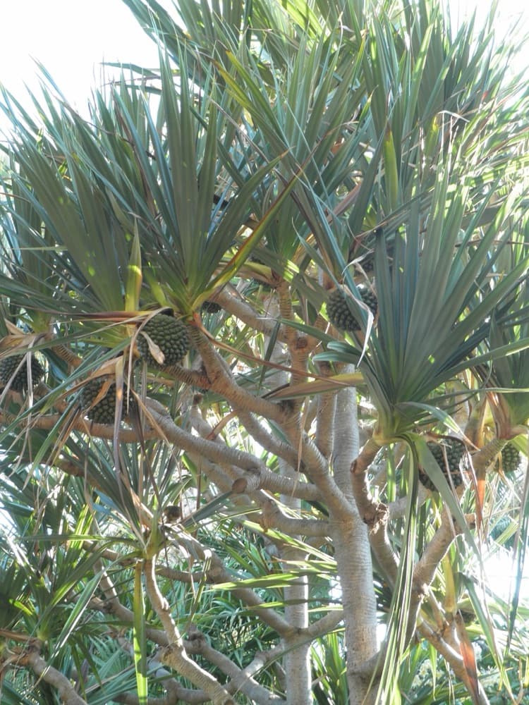 Pandanus (Screw Pine)