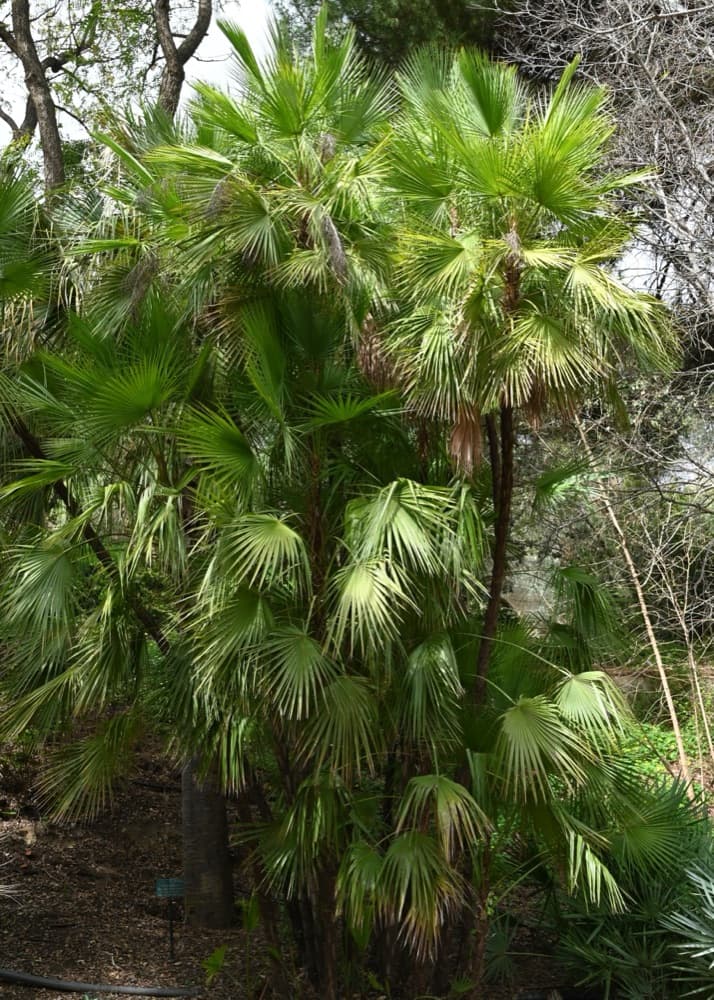Paurotis Palm