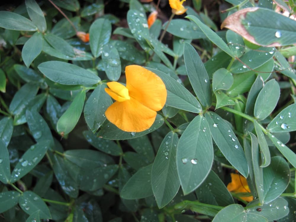 Perennial Peanut (1 Gallon) for sale at Florida Palm and Plant Co. in SW Florida