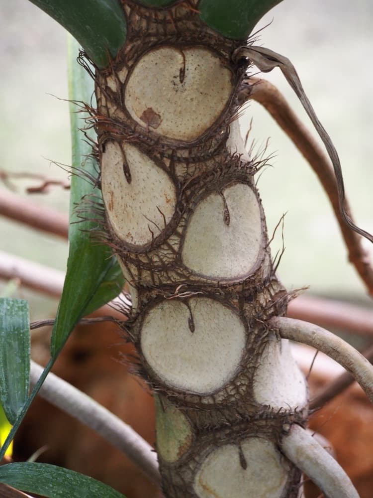 Philodendron Selloum