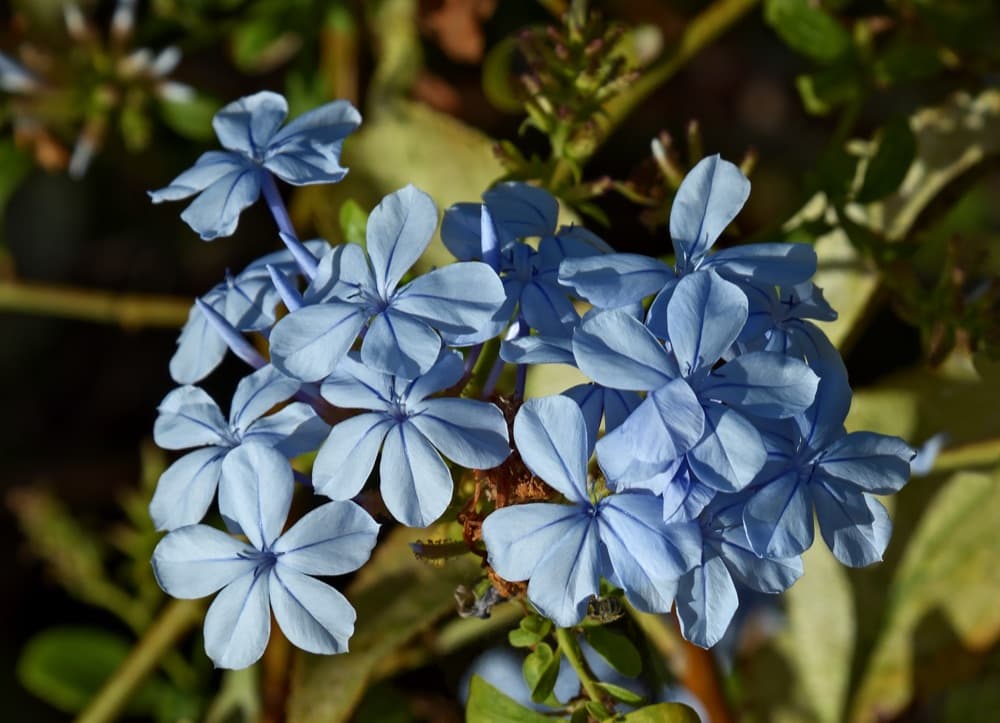 Blue Plumbago