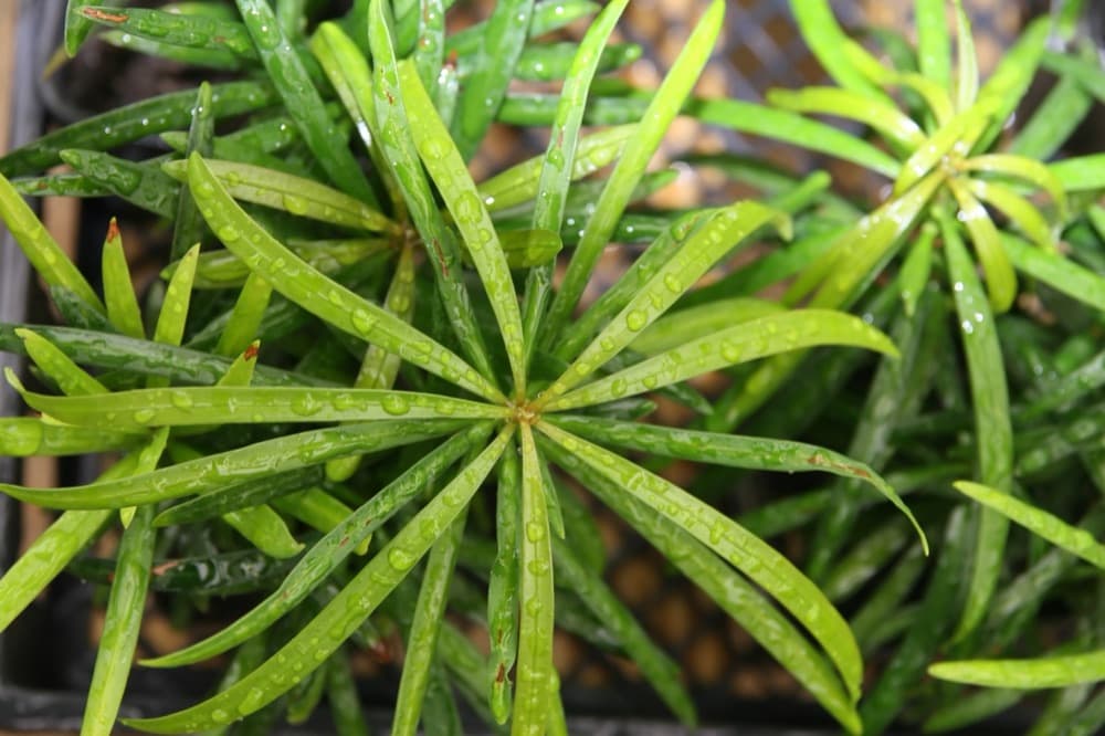Podocarpus