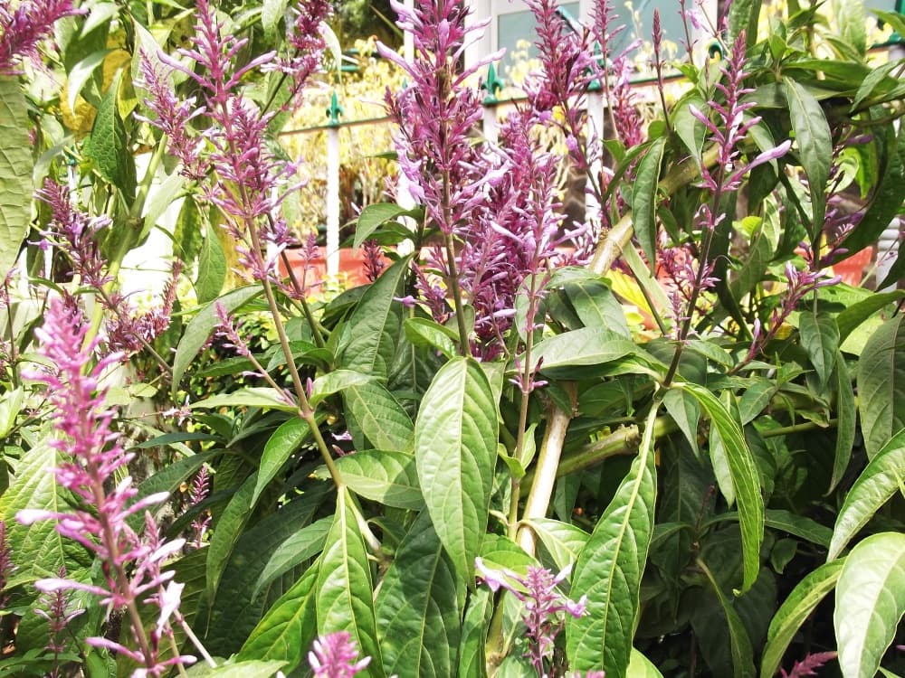 Purple Firespike