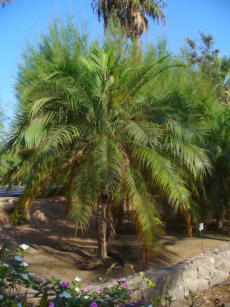 Pygmy Date Palm