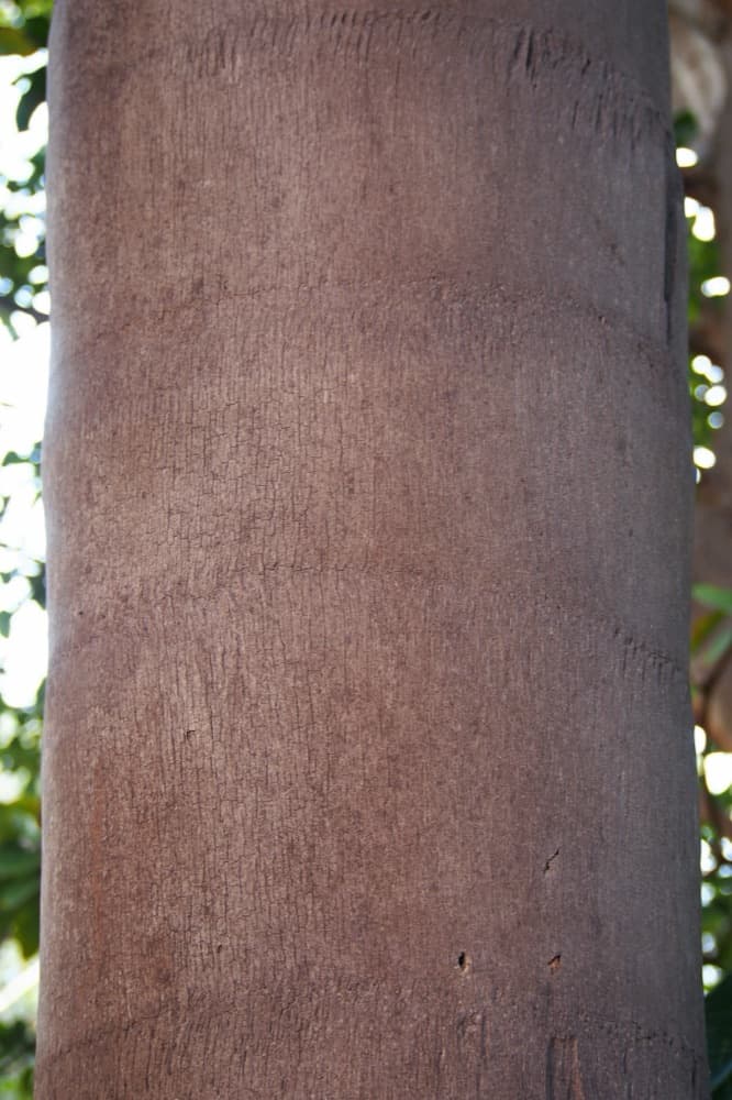 Queen Palm