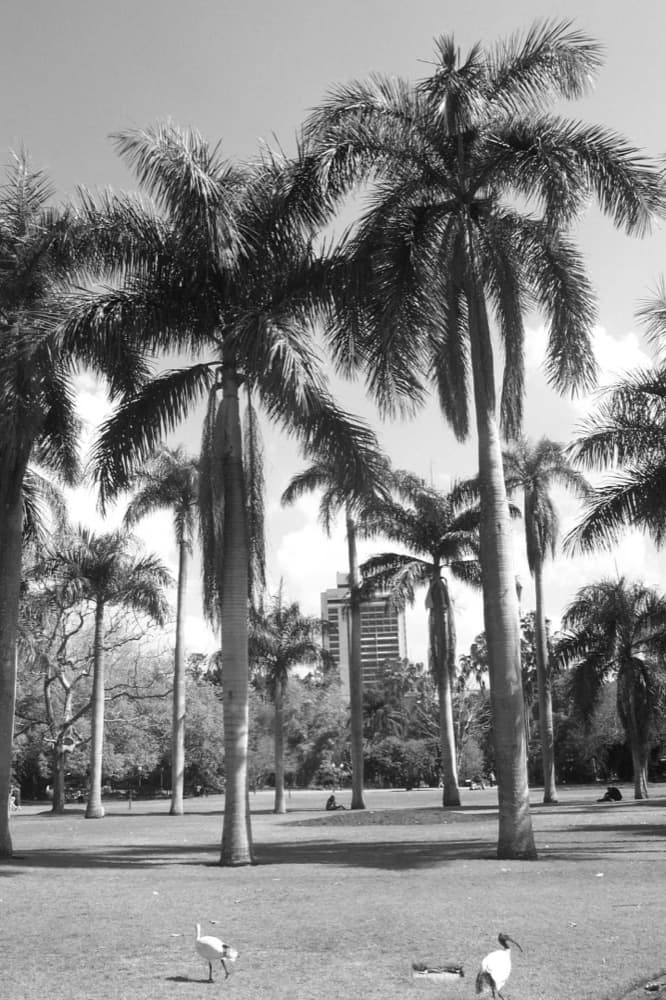Royal Palm