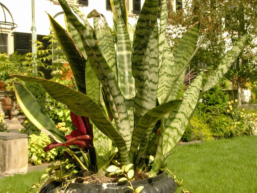 Snake Plant