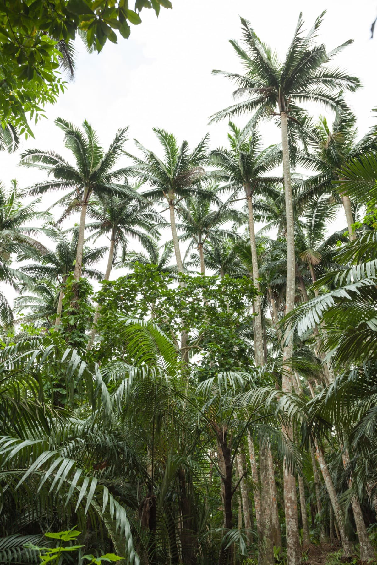 Satakentia Palm