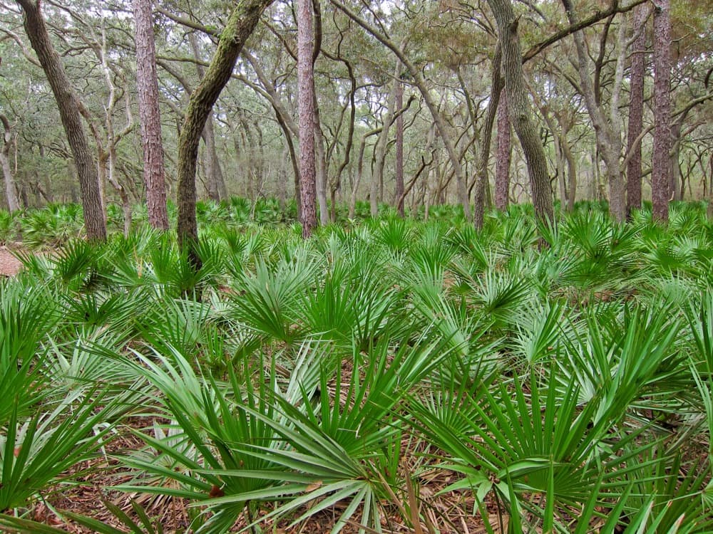 Saw Palmetto (3 Gallon) for sale at Florida Palm and Plant Co. in SW Florida