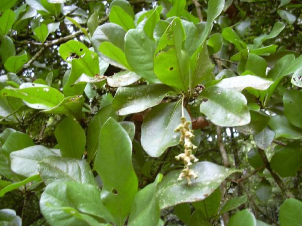Shady Lady Tree