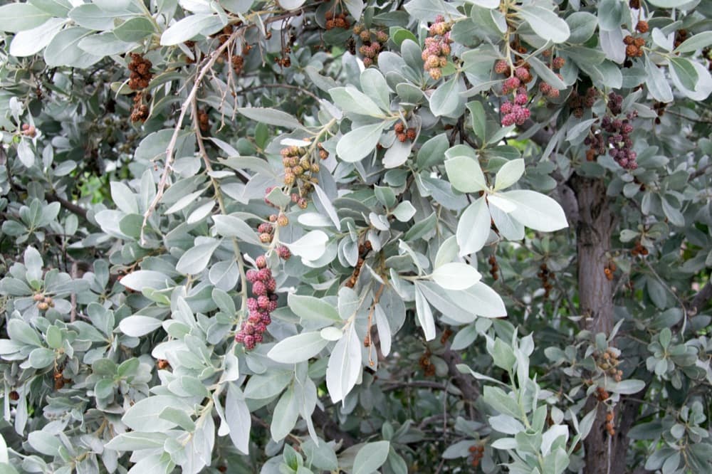 Silver Buttonwood
