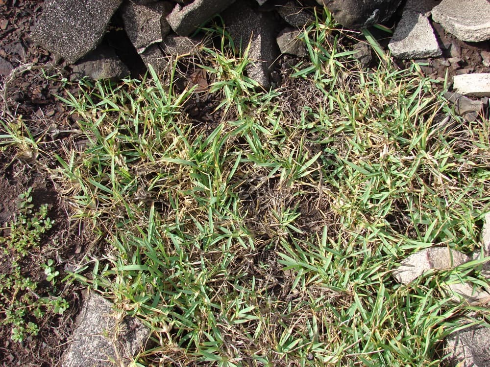 Bahia Sod