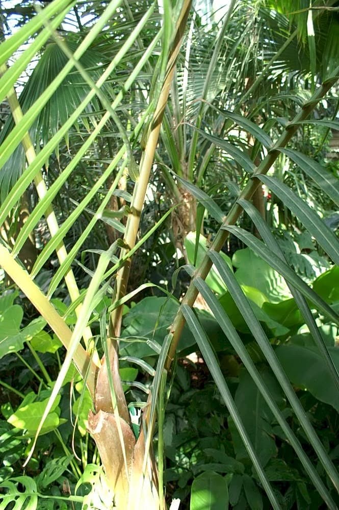 Spindle Palm