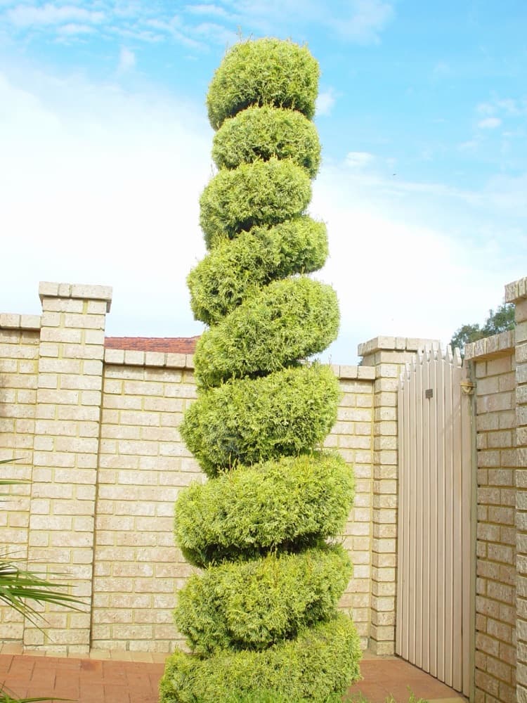 Topiary