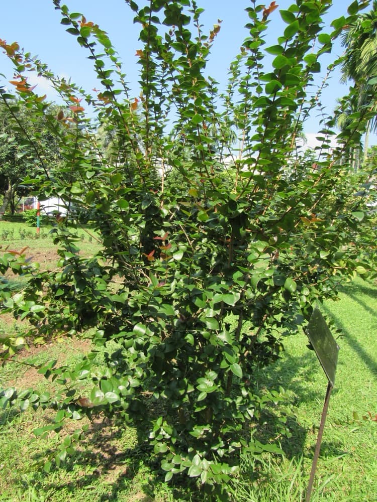 Surinam Cherry Tree