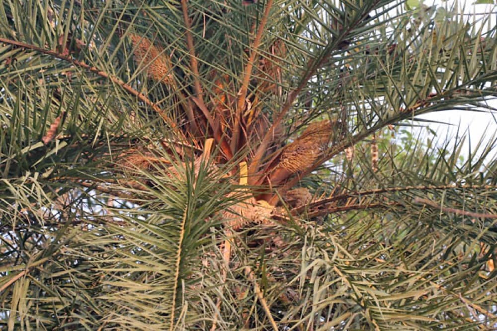 Silvestre Palm