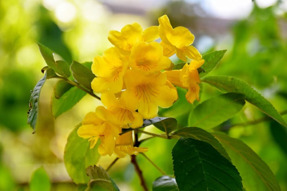 Tecoma Orange