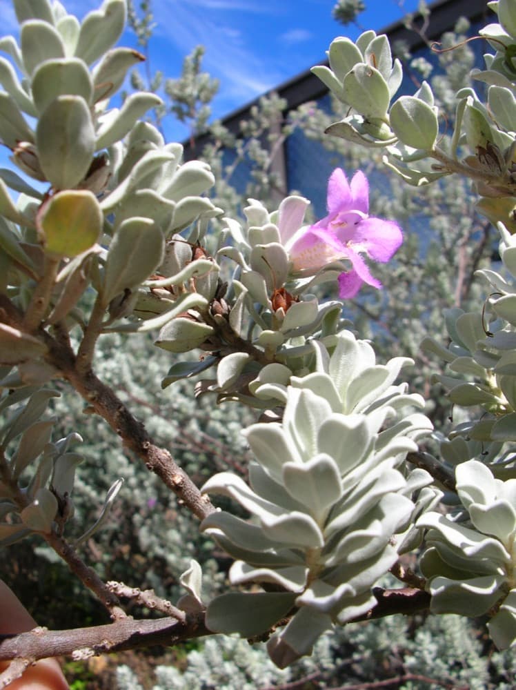 Texas Sage