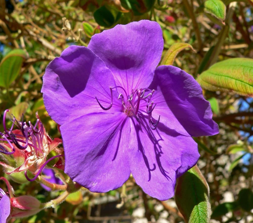 Tibuchina Purple Glory Tree