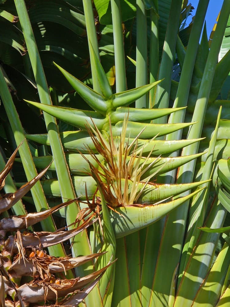 Traveler Palm