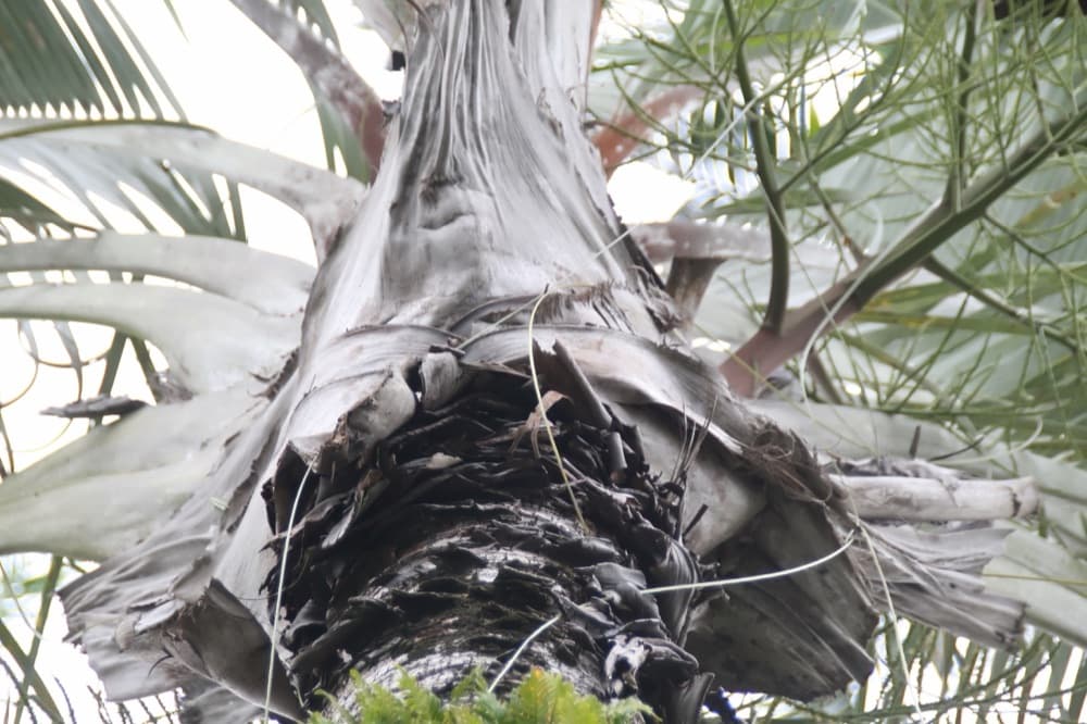 Triangle Palm