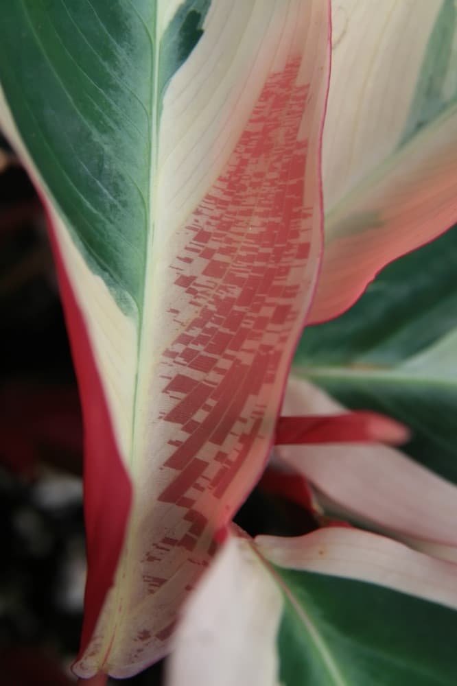 Tricolor Ginger