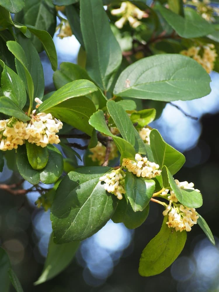 Viburnum Suspensum