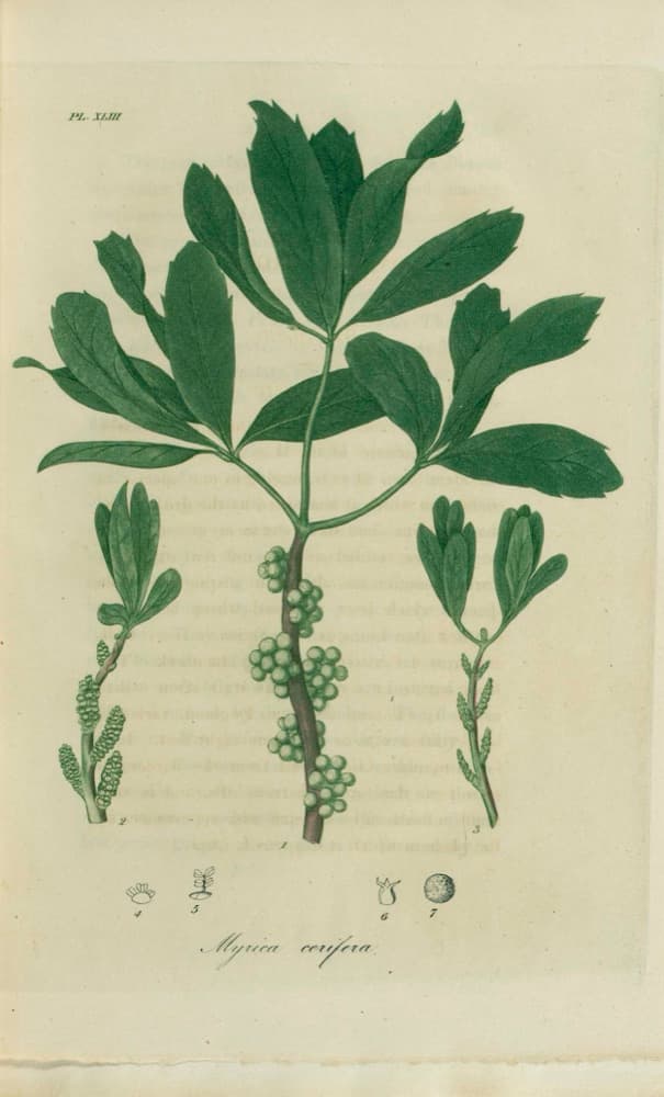 Wax Myrtle