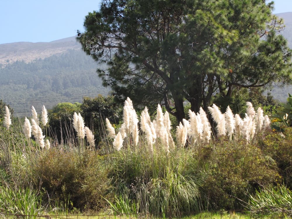 White Pampas Grass