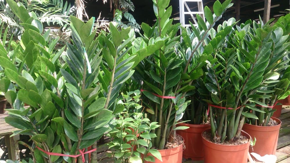 ZZ Plant