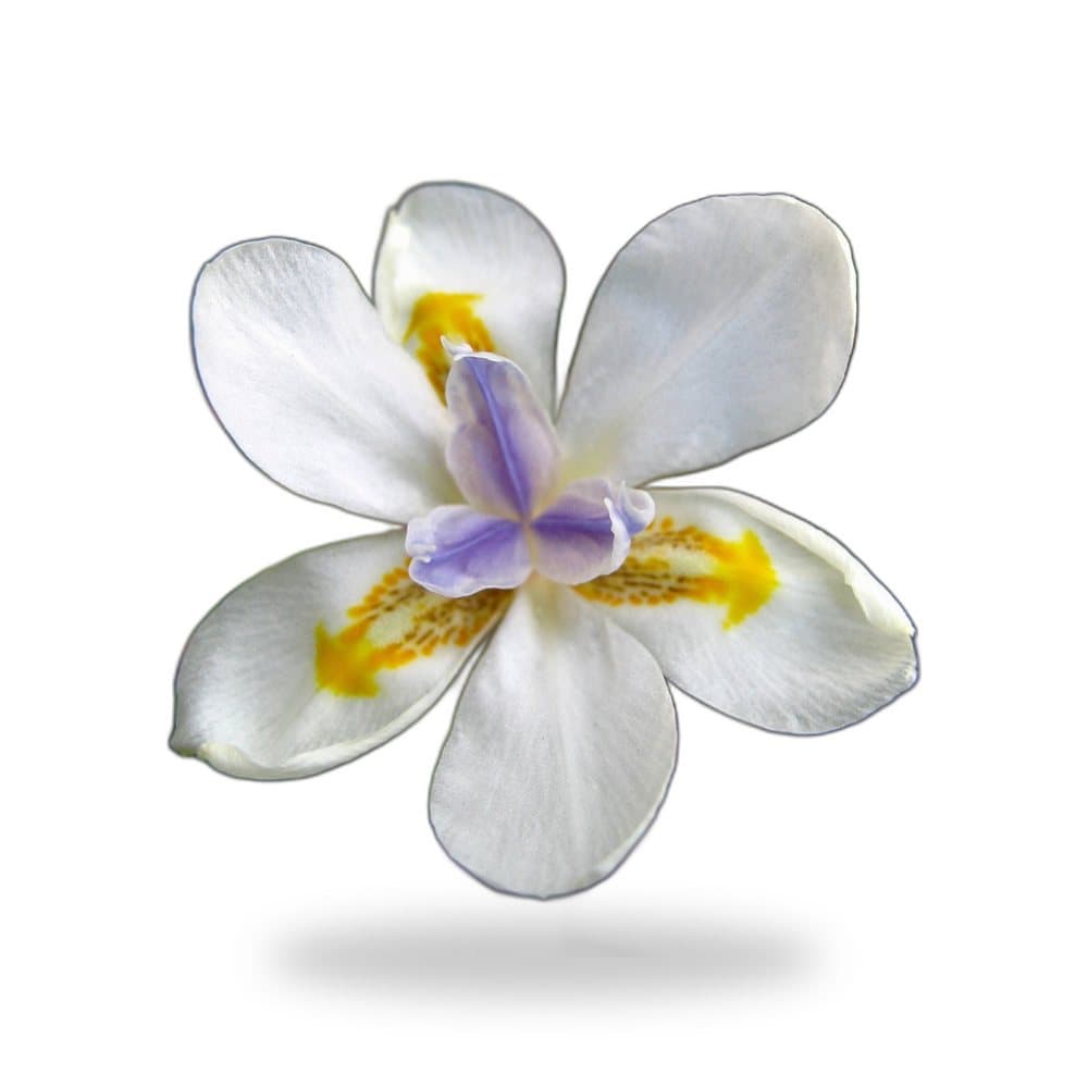 African Iris