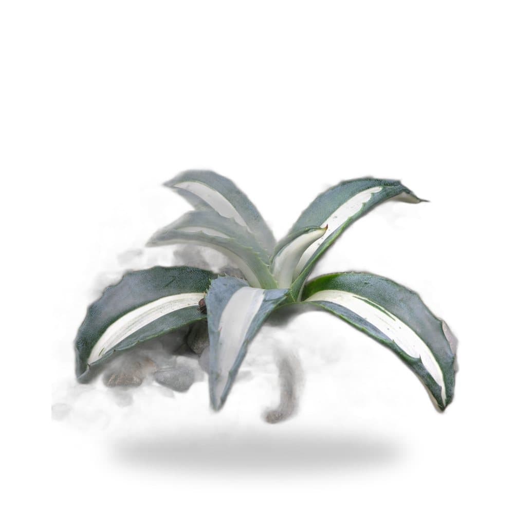 Blue Agave