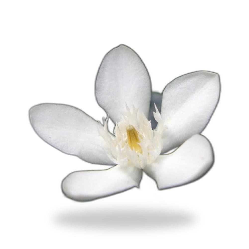 Asian Snow (Mussaenda)