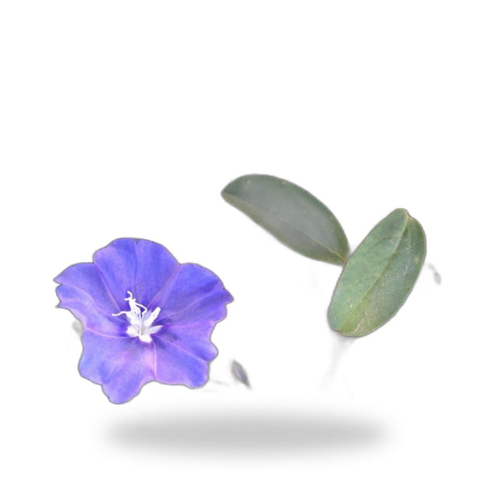 Blue Daze