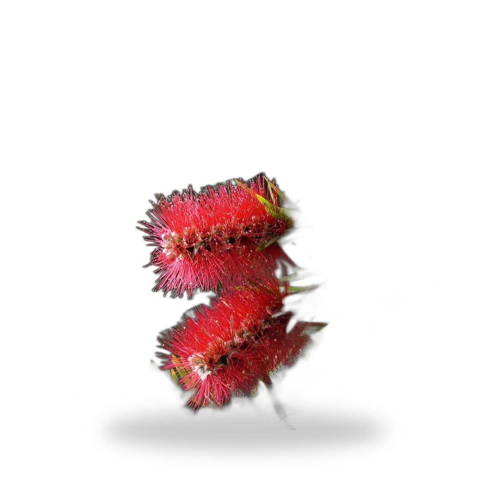 Weeping Bottlebrush
