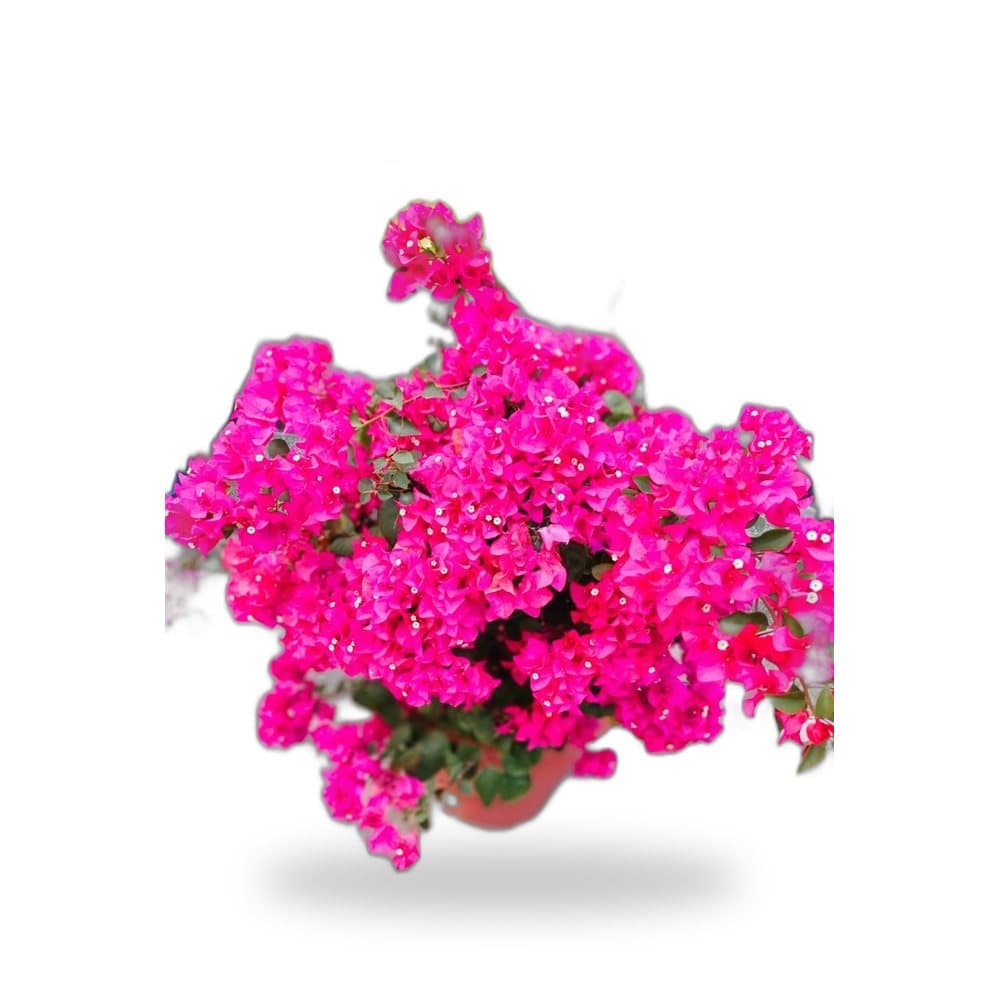 Bougainvillea Red & Purple