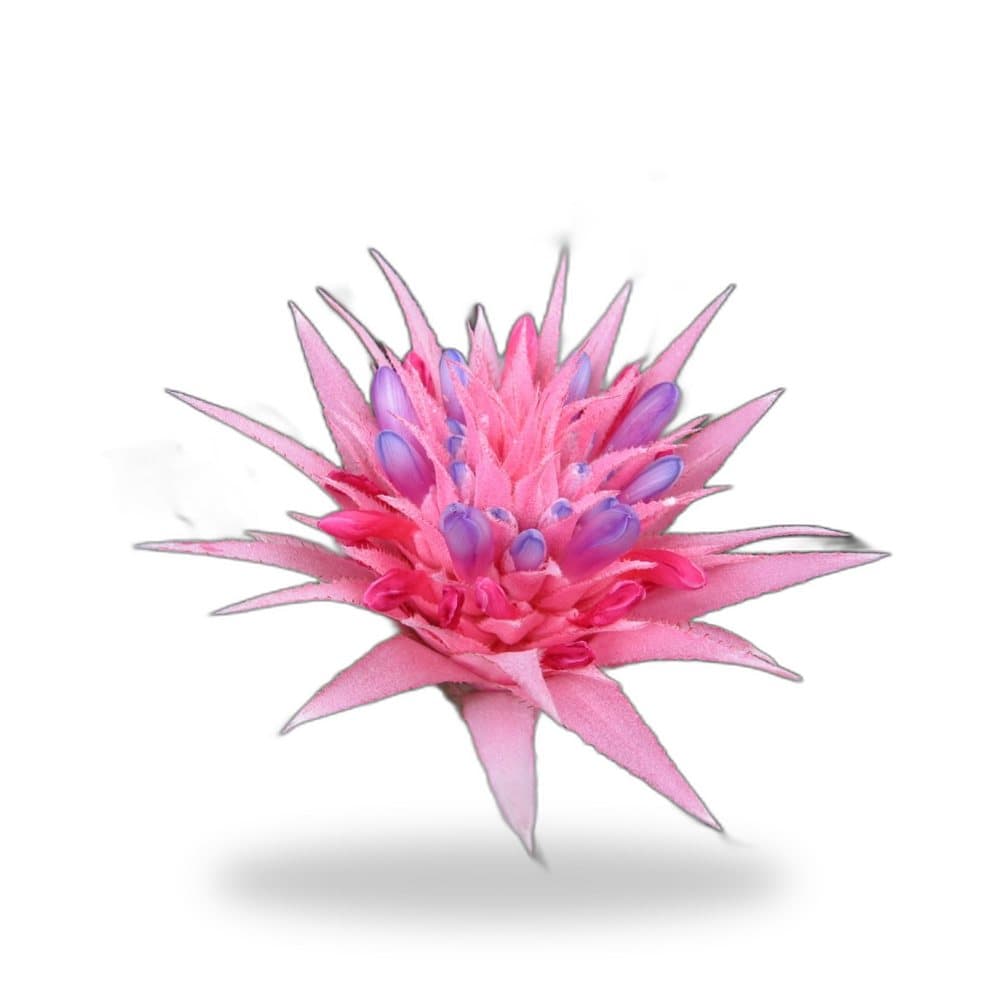 Bromeliad