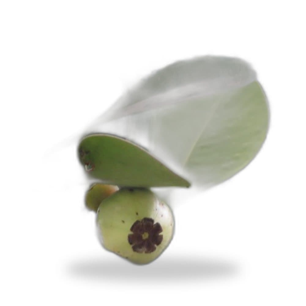 Clusia Tree