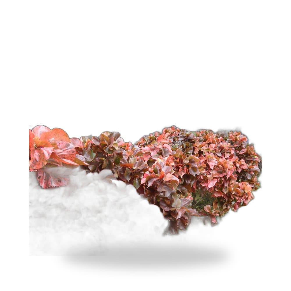 Copperleaf