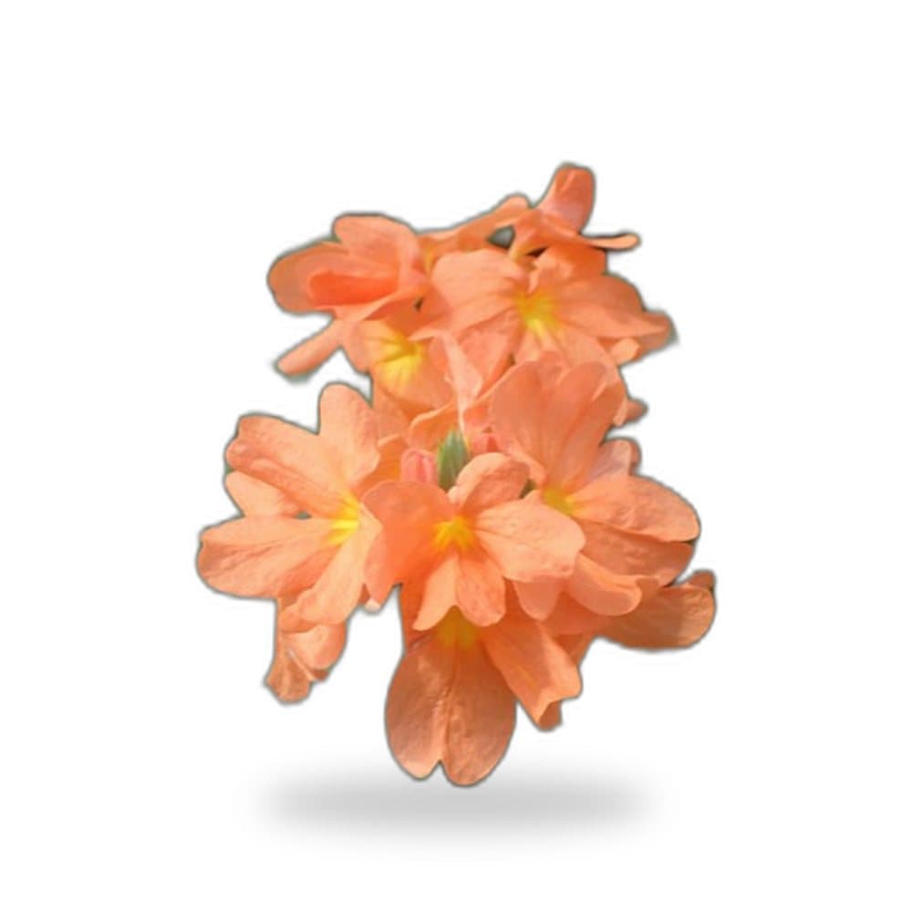 Crossandra Orange