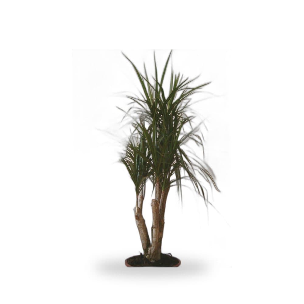 Dracaena Colorama Pink