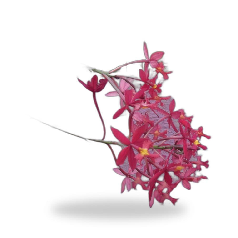 Epidendrum Orchid Orange