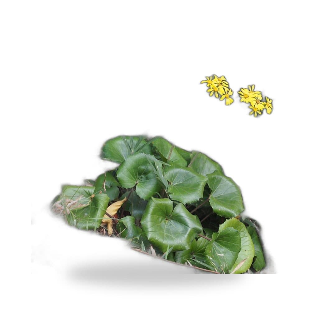 Farfugium Giganteum