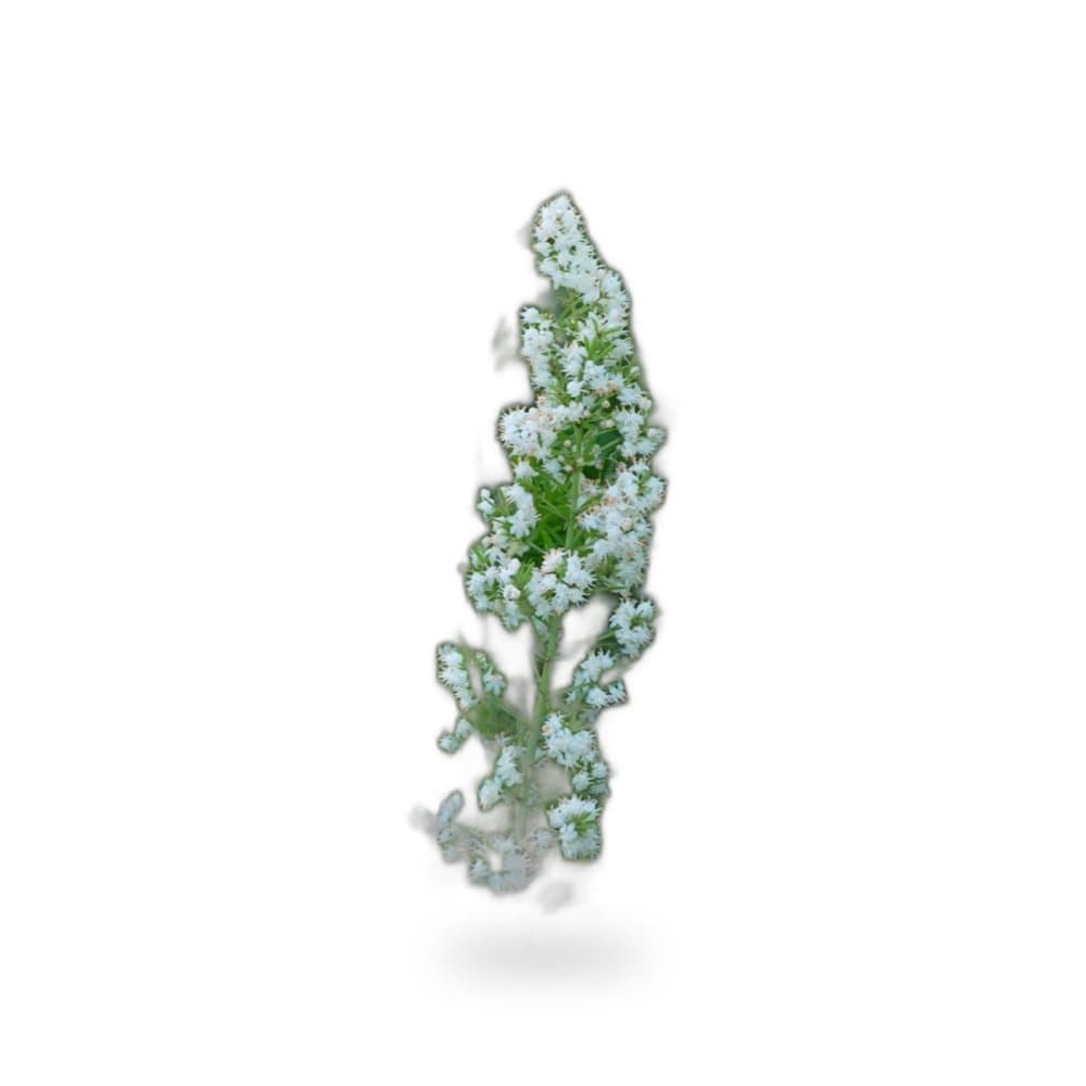 Foxtail Fern