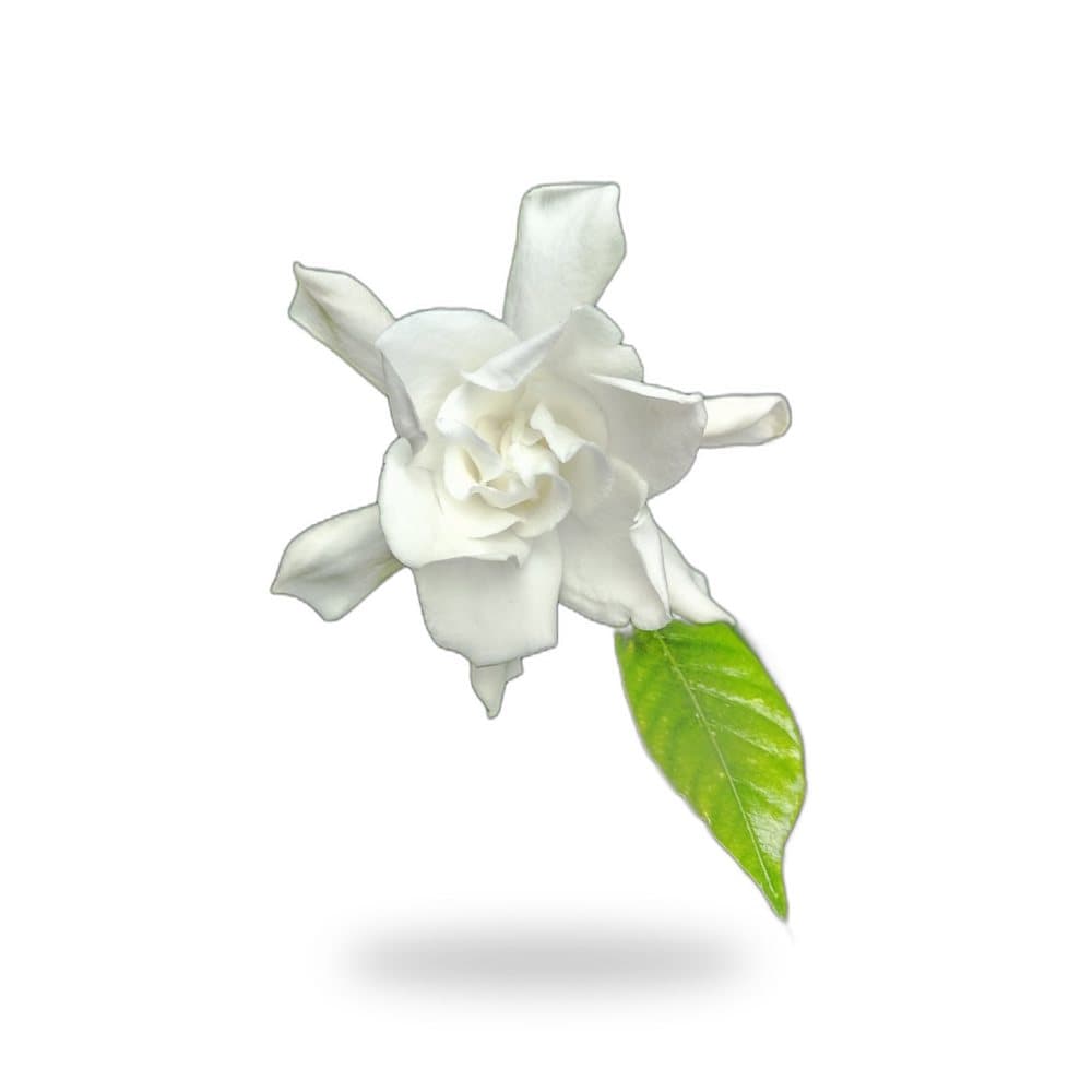 Gardenia Miami Supreme Tree
