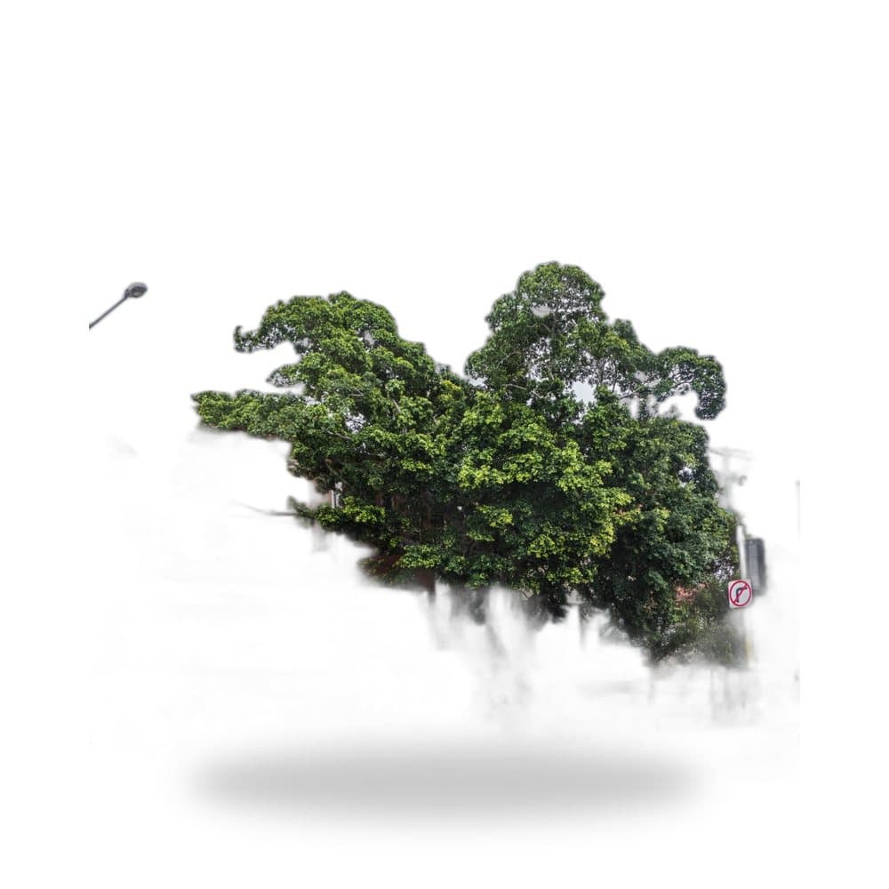 Green Island Ficus