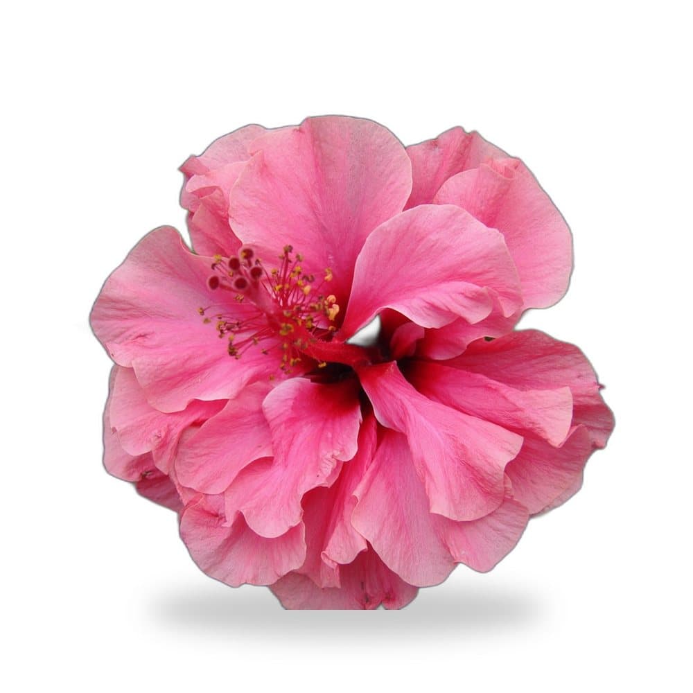 Hibiscus Double Peach